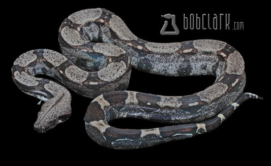Boa Constrictors – Bob Clark Reptiles